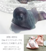 オーロラに包まれて | アザラシ ストーン