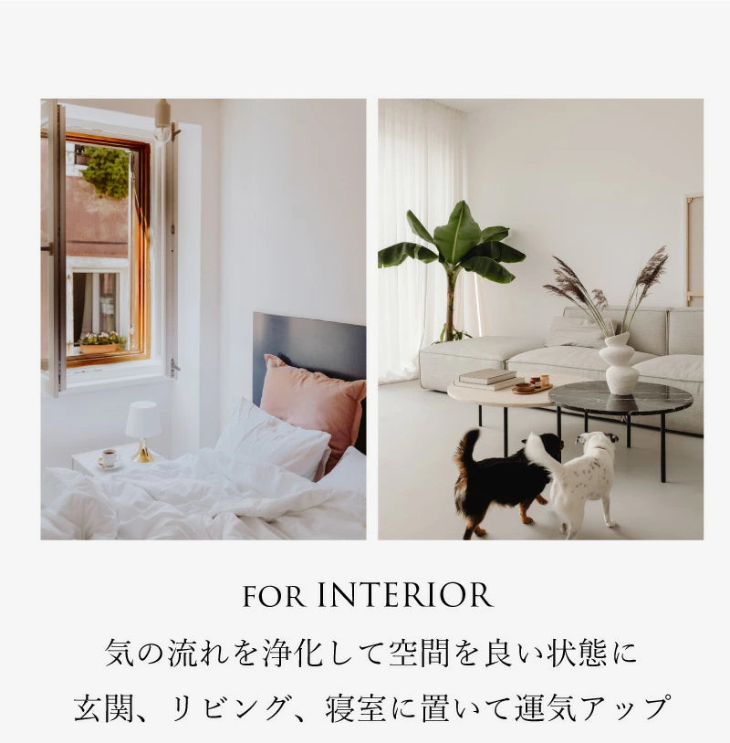 キャニスター 浄化セット