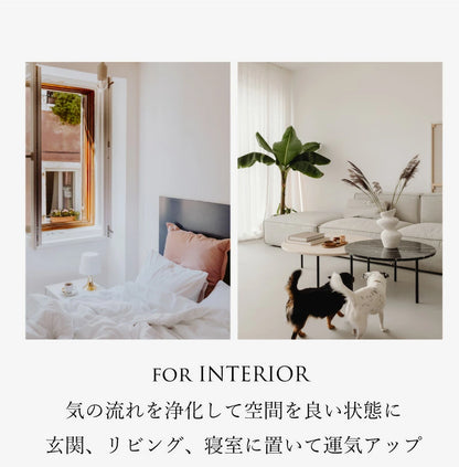キャニスター 浄化セット