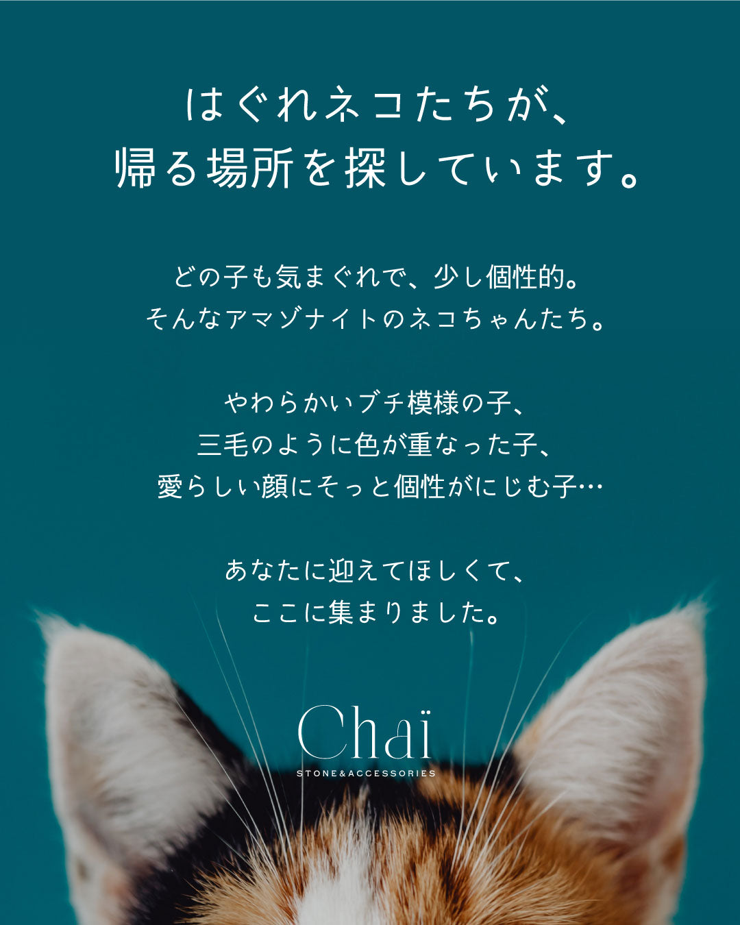 アマゾナイト はぐれネコのお迎え会