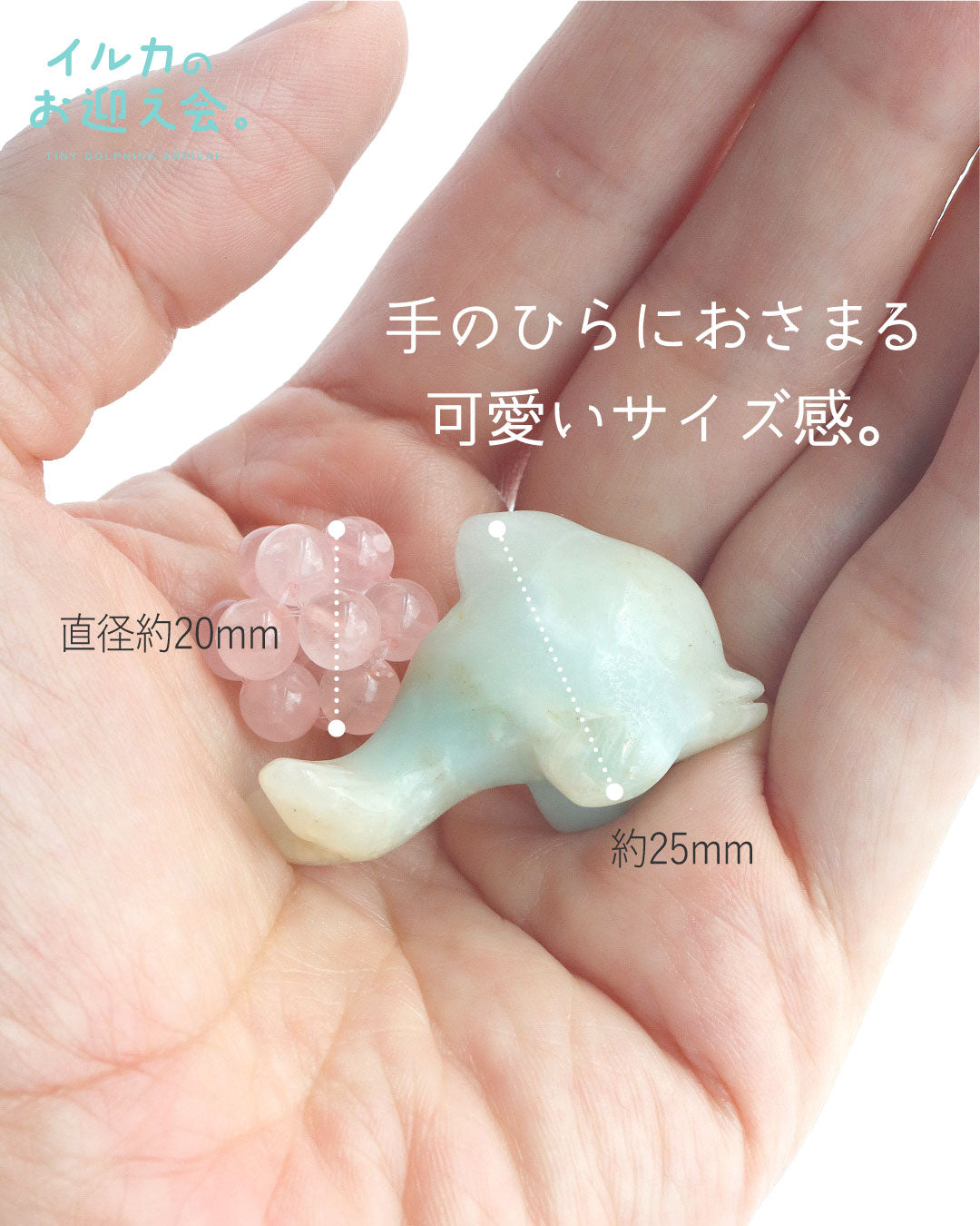 アマゾナイト イルカのお迎え会
